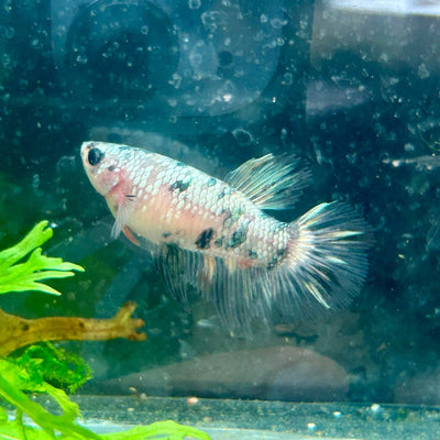 Betta Female Halfmoon Copper Koi 119