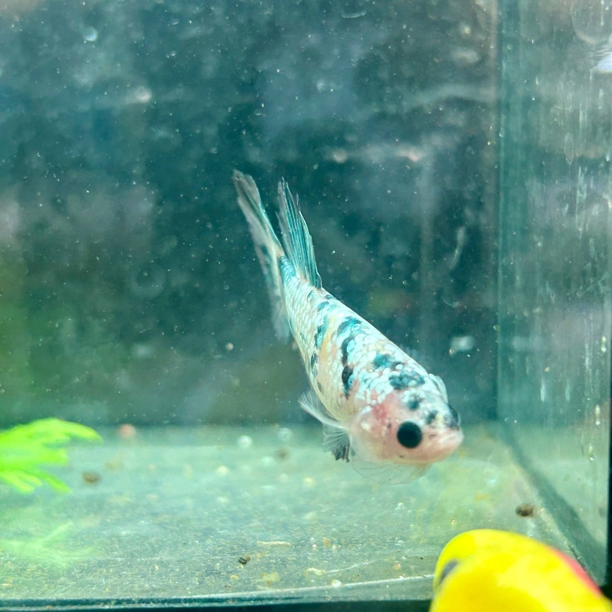 Betta Female Halfmoon Copper Koi 119