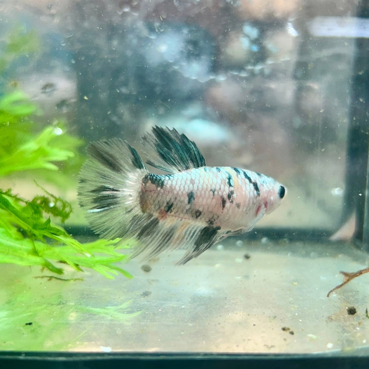 Betta Female Halfmoon Copper Koi 119