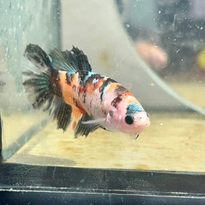 Betta Female Halfmoon Multicolor Nemo S72