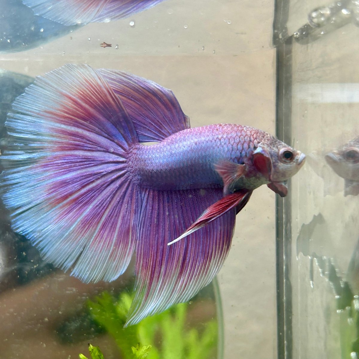 Betta Female Halfmoon Purple Pink 021