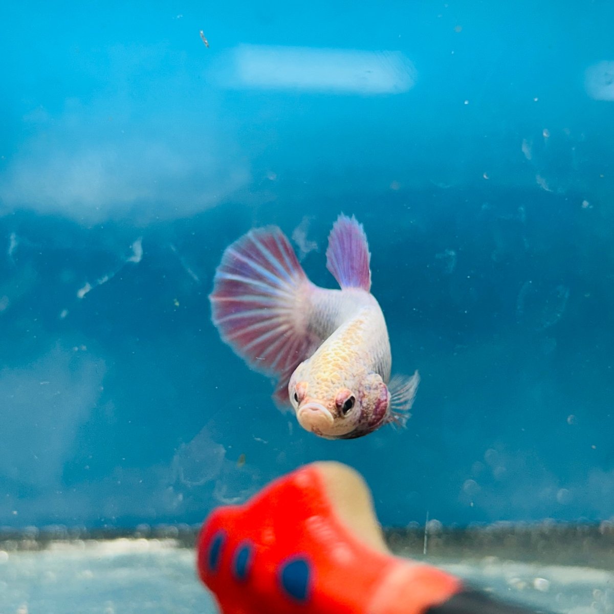 Betta Female Halfmoon Purple Pink 096