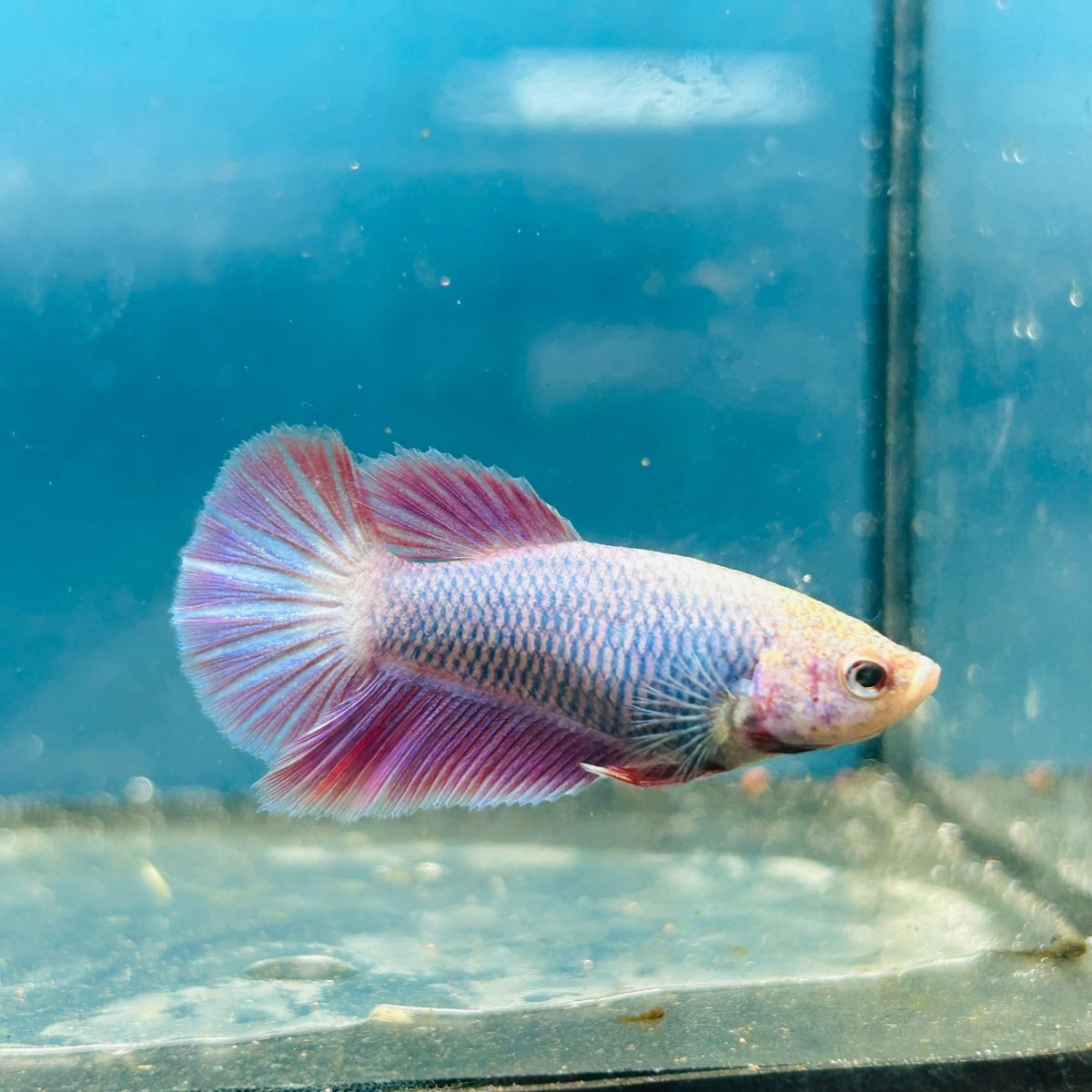 Betta Female Halfmoon Purple Pink 096