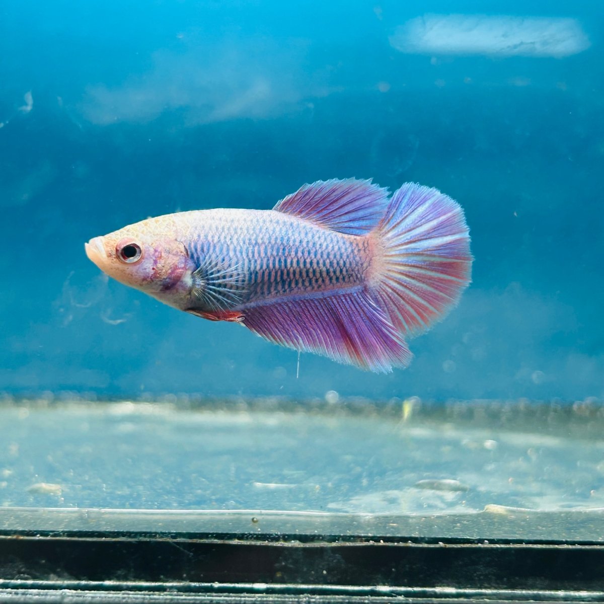 Betta Female Halfmoon Purple Pink 096