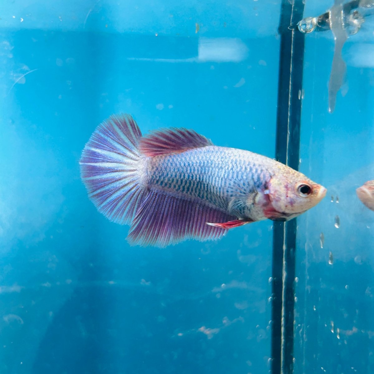 Betta Female Halfmoon Purple Pink 096