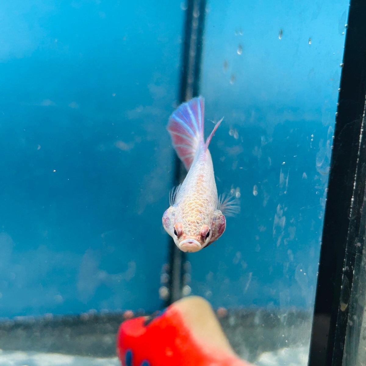Betta Female Halfmoon Purple Pink 096