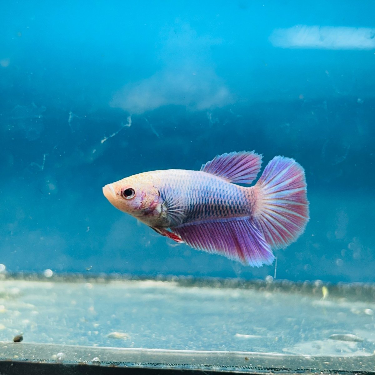 Betta Female Halfmoon Purple Pink 096