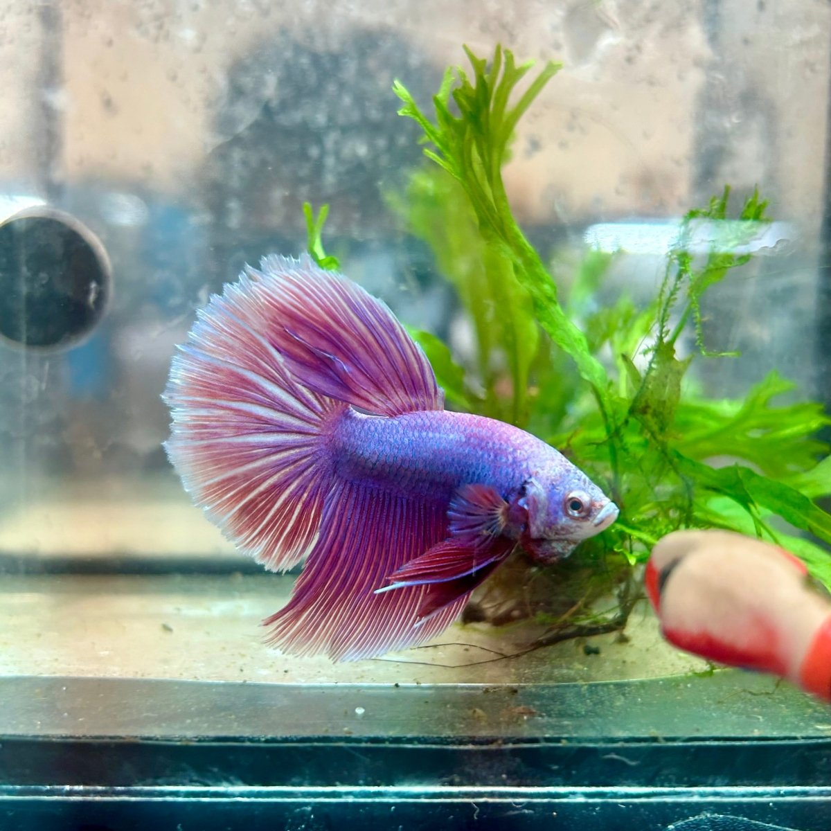 Betta Female Halfmoon Purple Pink 17