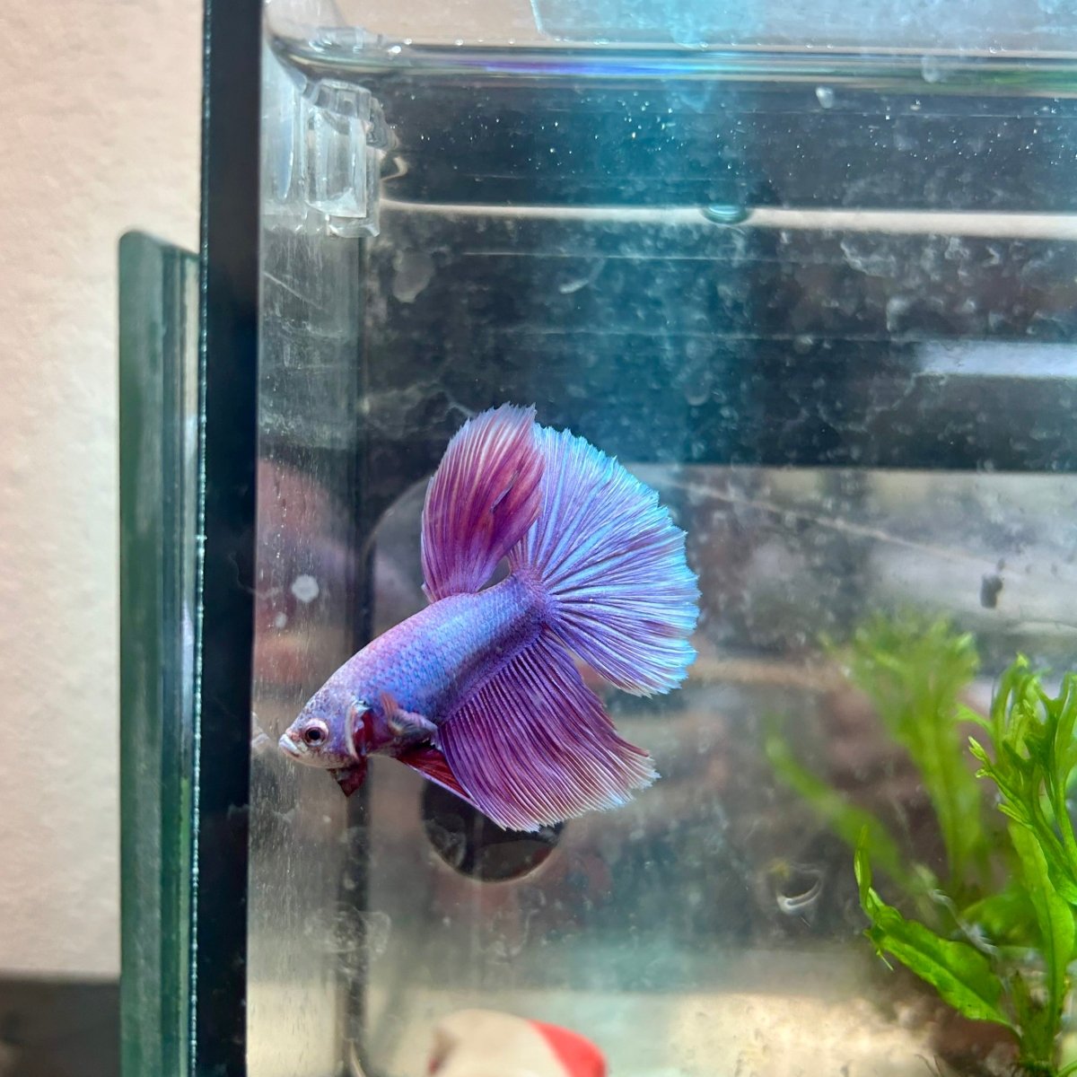 Betta Female Halfmoon Purple Pink 17