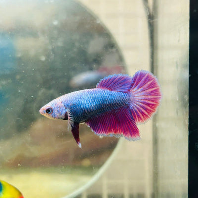 Betta Female Halfmoon Purple Pink D04