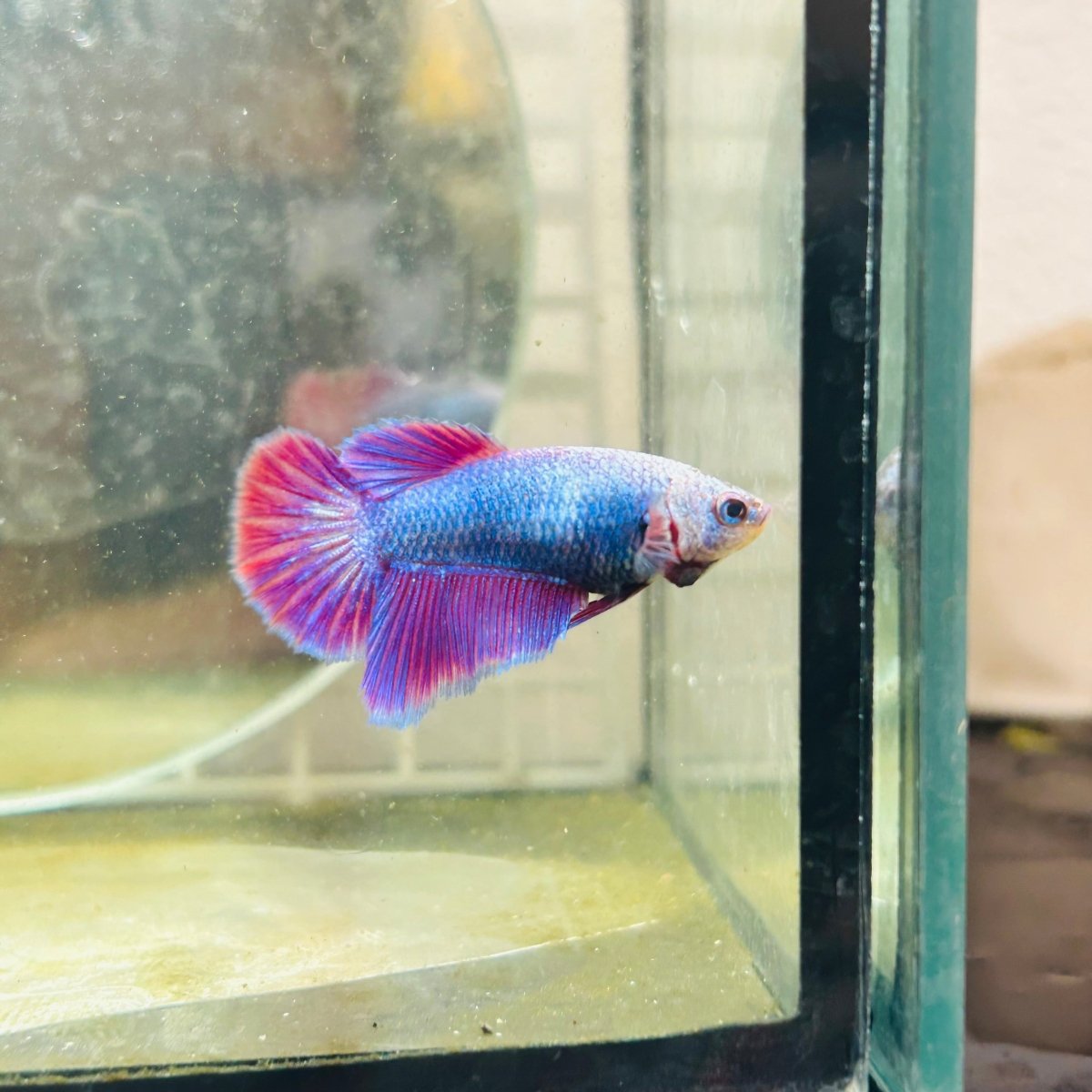 Betta Female Halfmoon Purple Pink D04