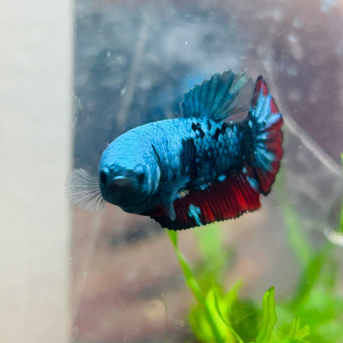 Betta Female Plakat Avarta Blue 152
