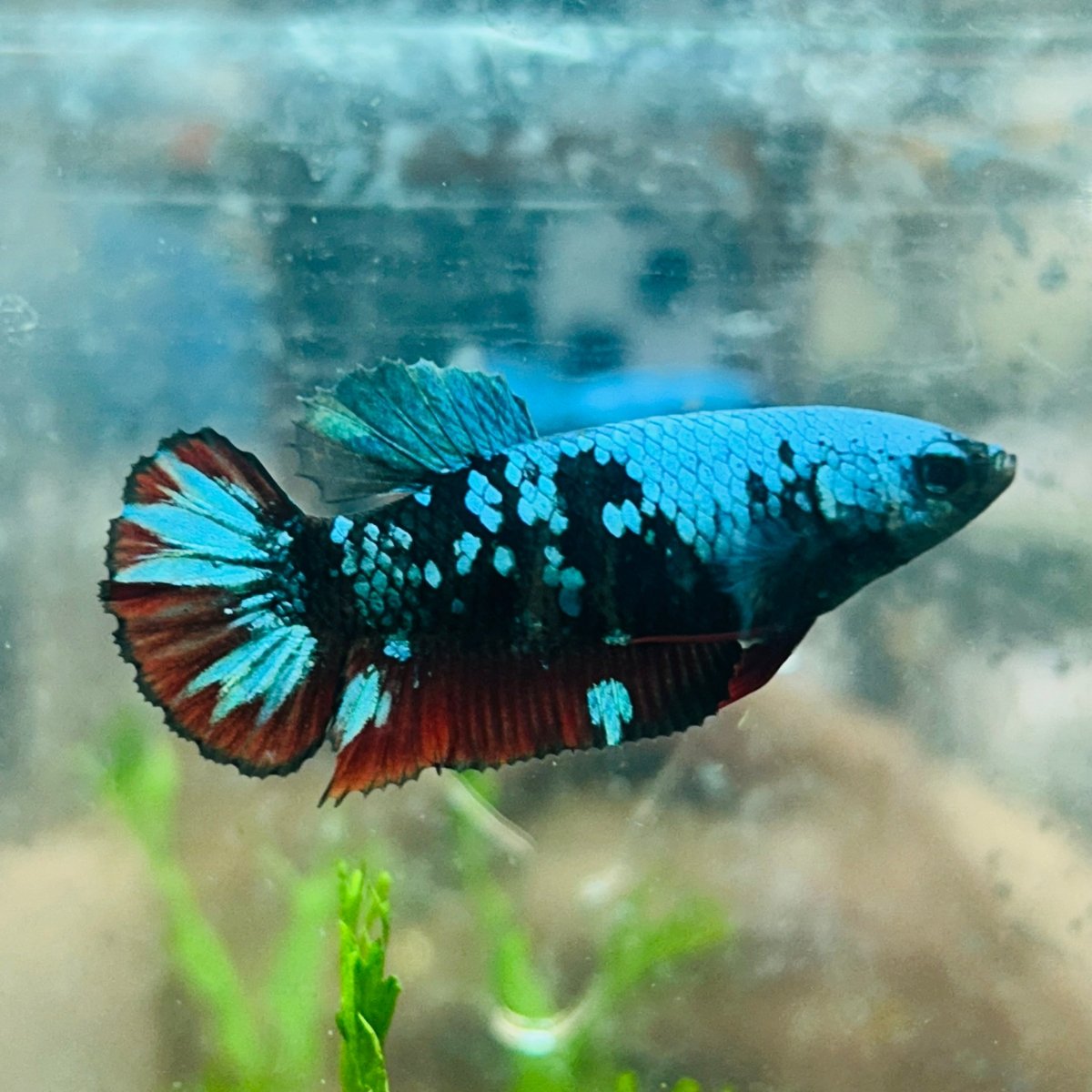 Betta Female Plakat Avarta Blue 152