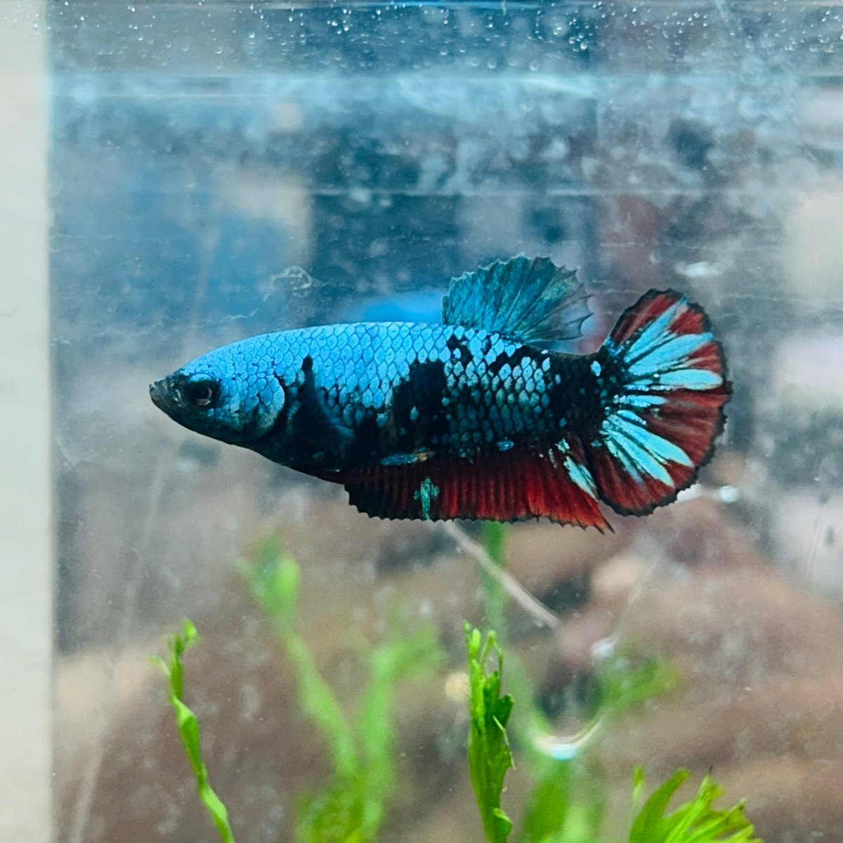 Betta Female Plakat Avarta Blue 152