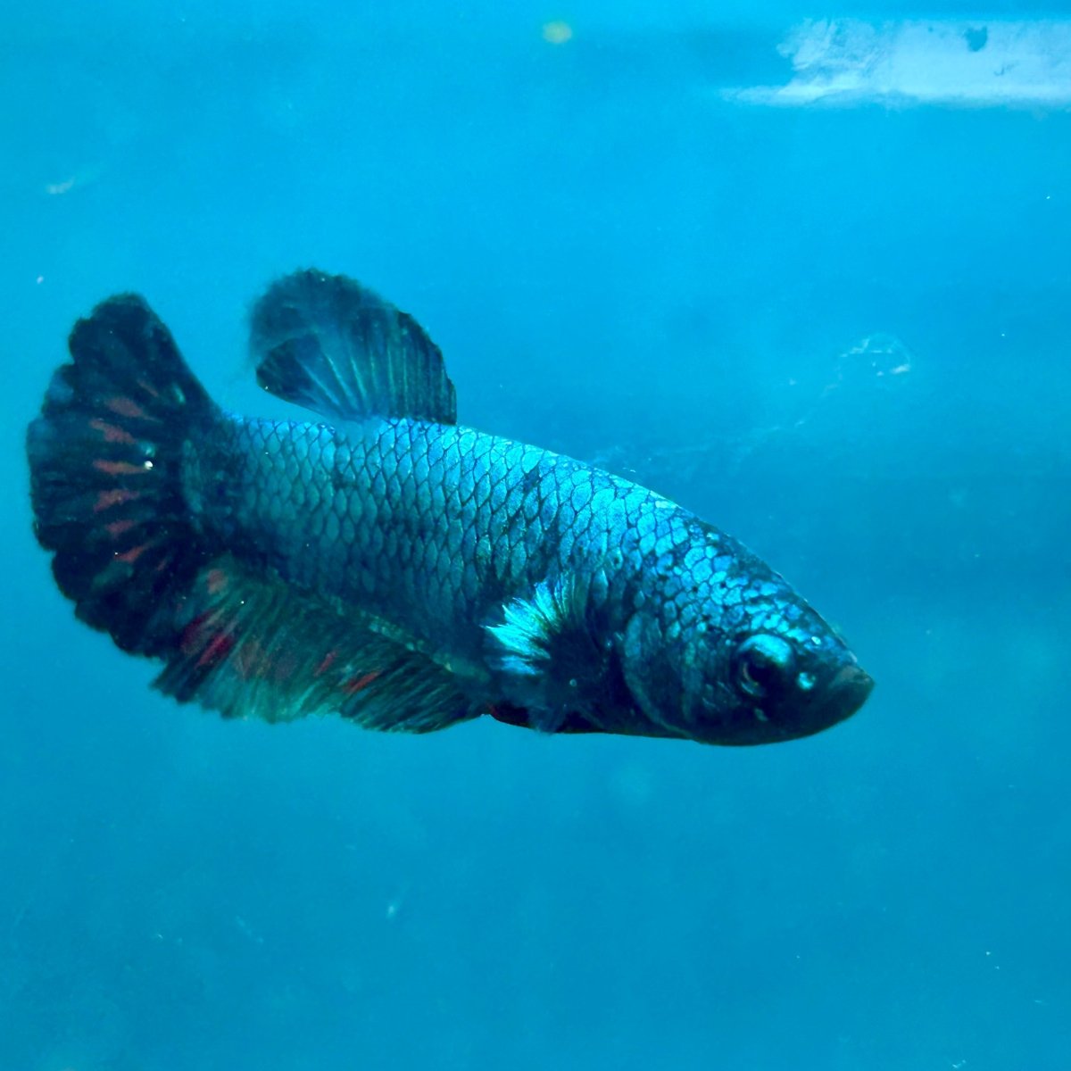 Betta Female Plakat Avarta Blue 180