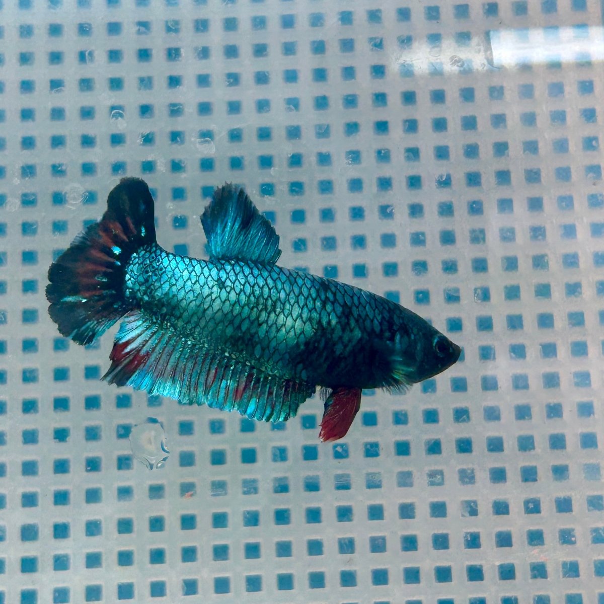 Betta Female Plakat Avarta Blue 180