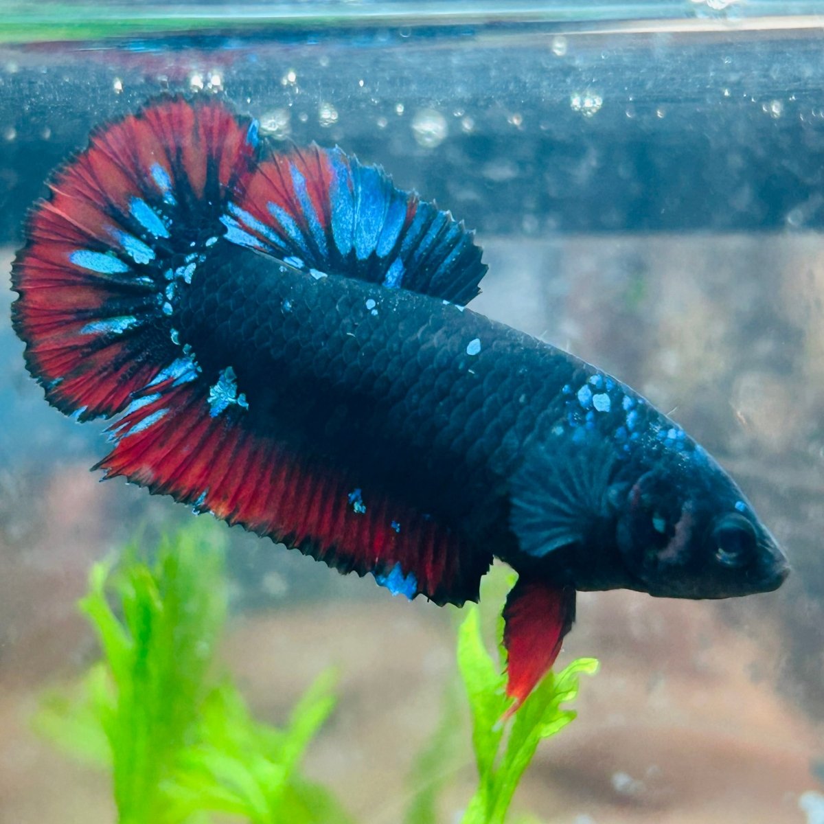 Betta Female Plakat Avarta Vampire 72
