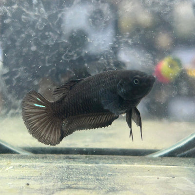 Betta Female Plakat Black D03