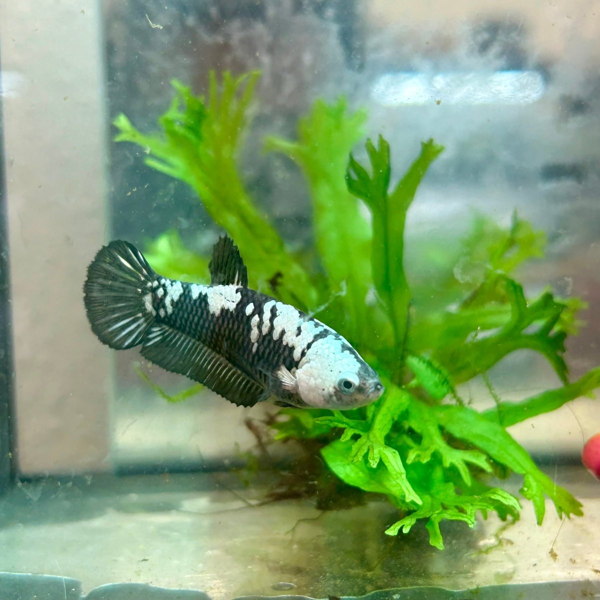 Betta Female Plakat Black Mamba Samurai 080