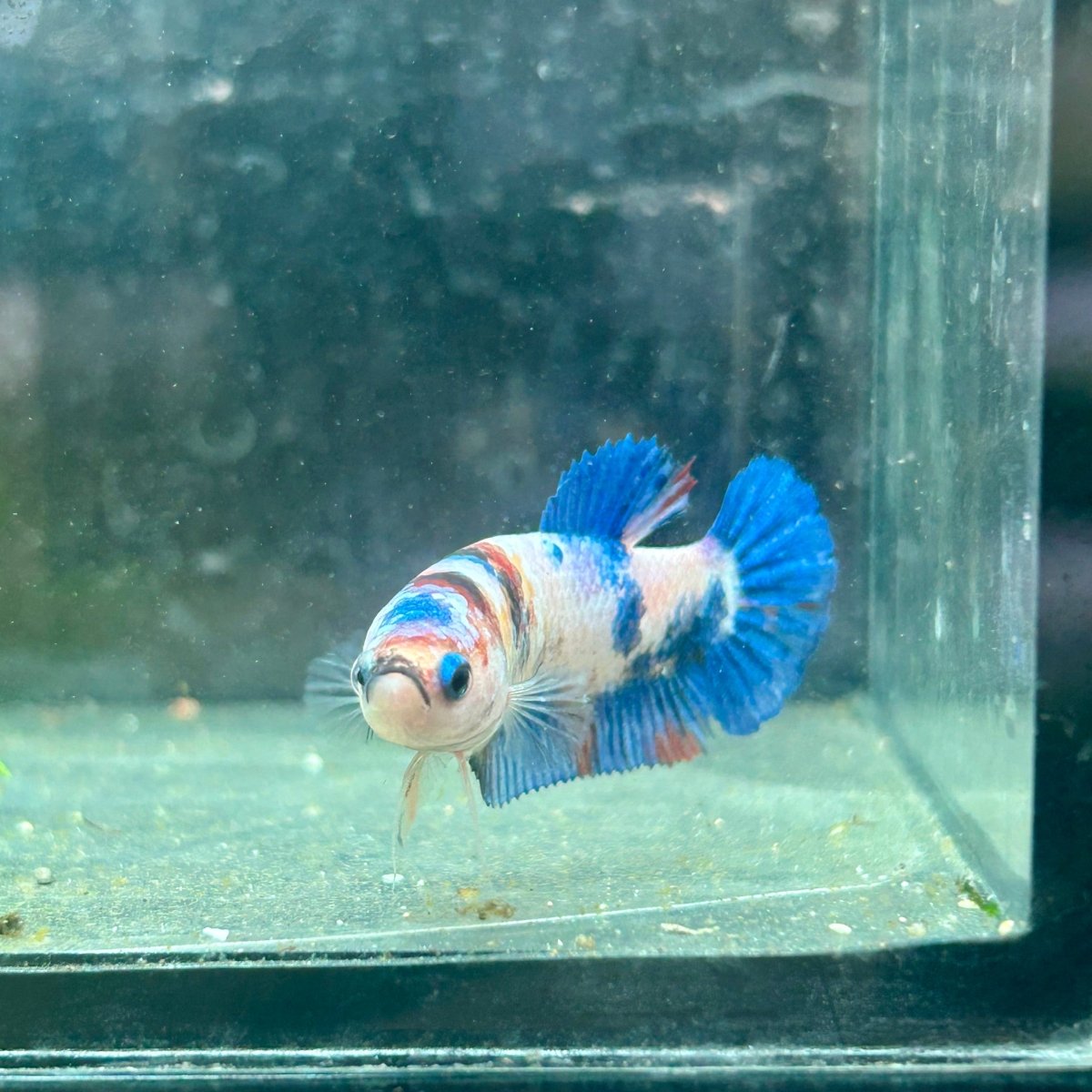 Betta Female Plakat Candy Koi 138