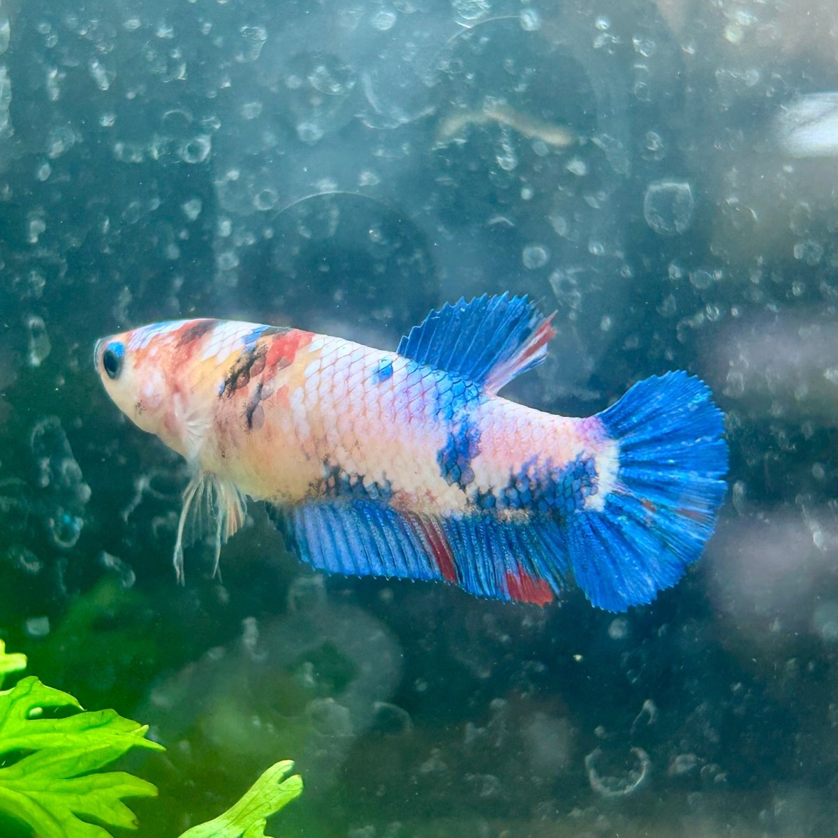 Betta Female Plakat Candy Koi 138