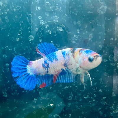 Betta Female Plakat Candy Koi 138