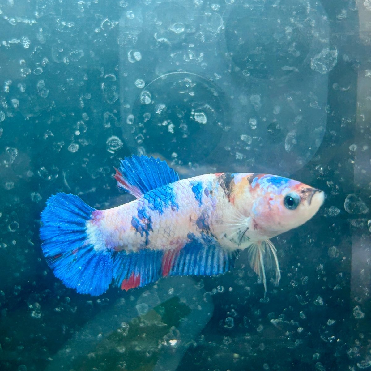 Betta Female Plakat Candy Koi 138