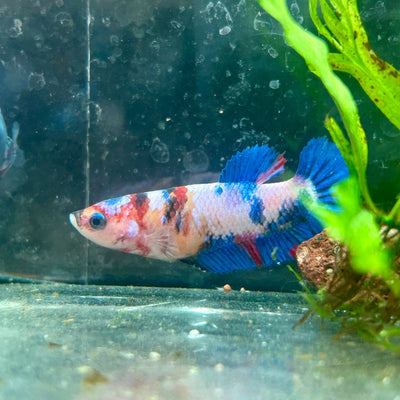 Betta Female Plakat Candy Koi 138