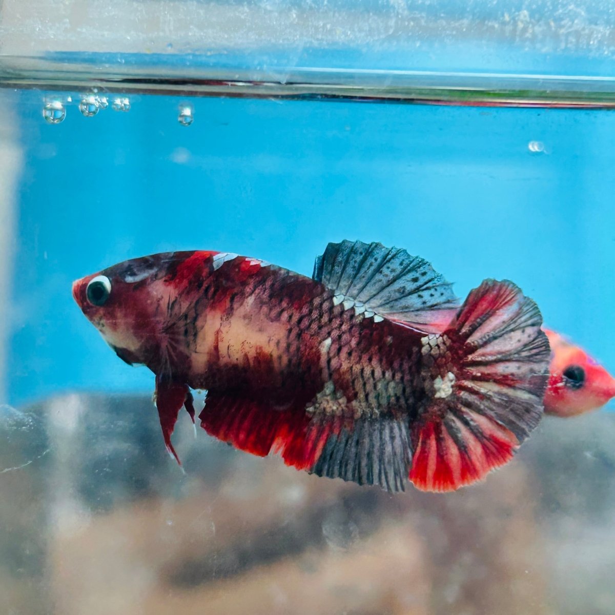 Betta Female Plakat Koi Red Copper 025
