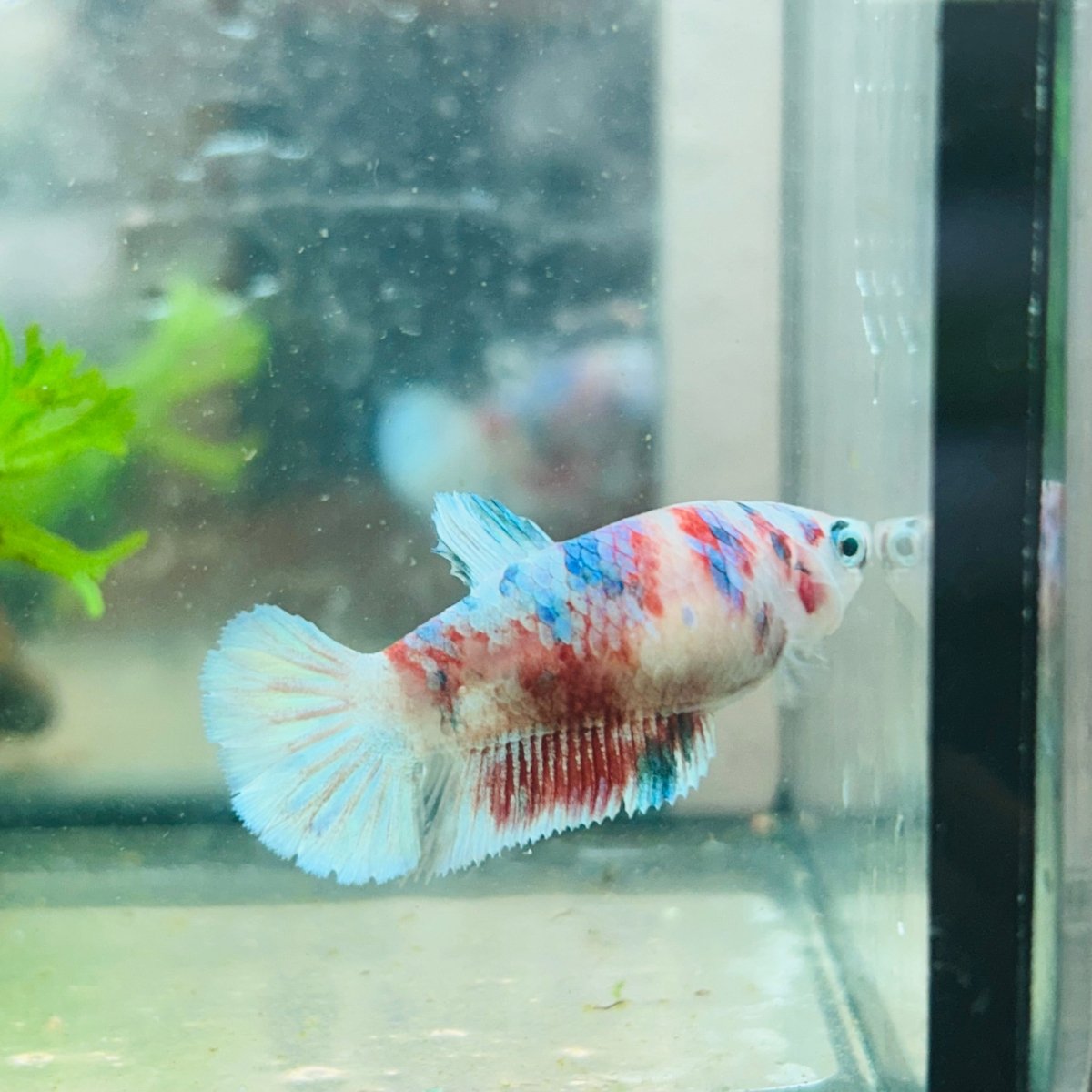 Betta Female Plakat Koi Red Snow 029