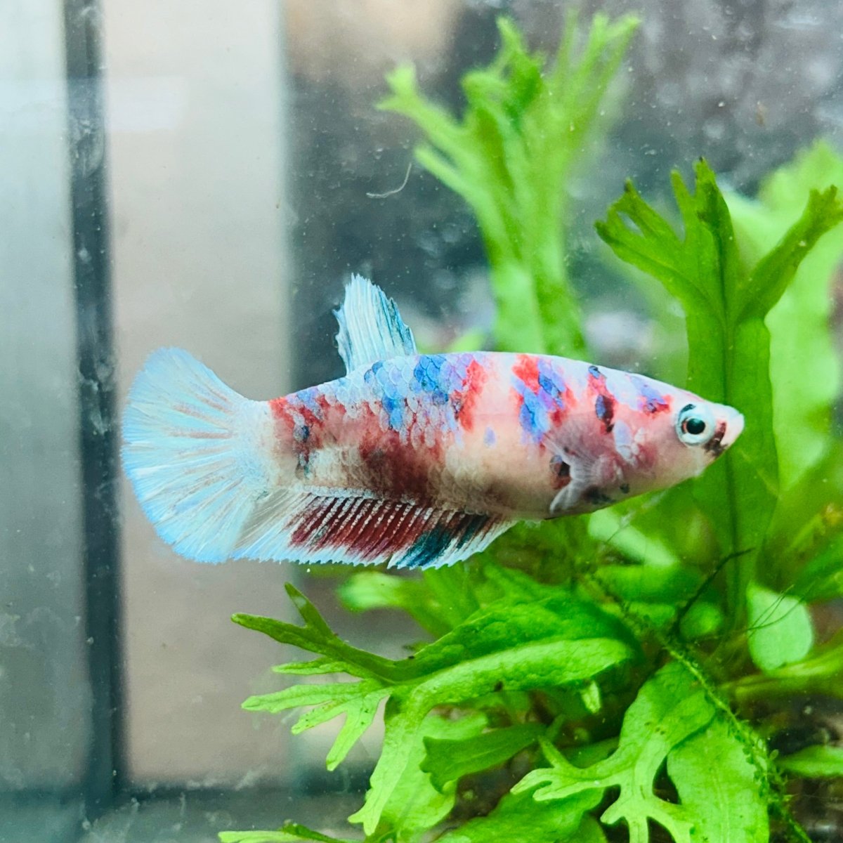 Betta Female Plakat Koi Red Snow 029
