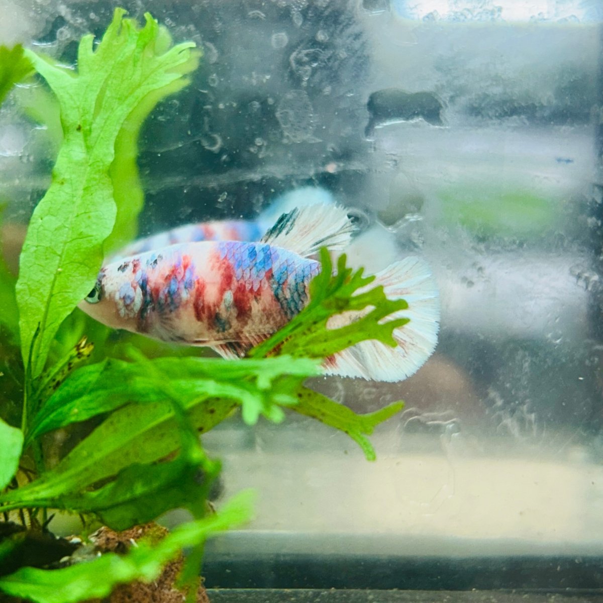 Betta Female Plakat Koi Red Snow 029