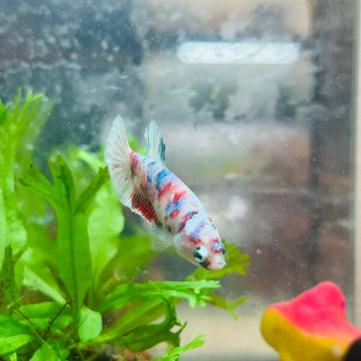 Betta Female Plakat Koi Red Snow 029