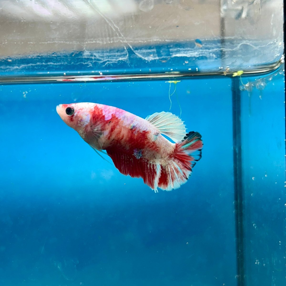 Betta Female Plakat Koi Red Snow 194