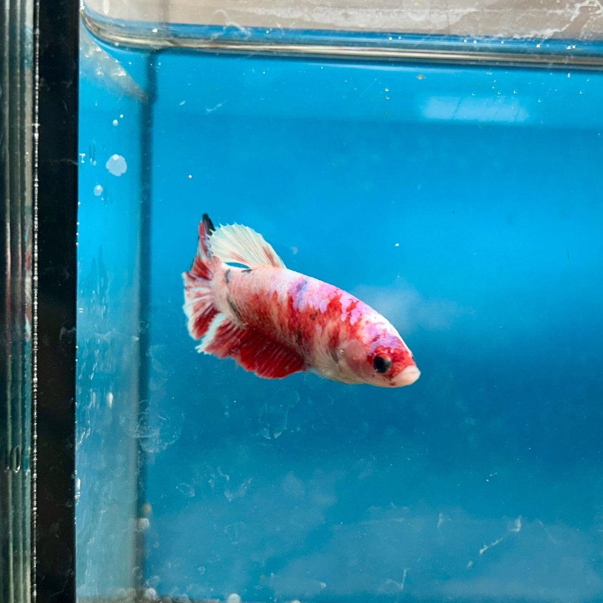 Betta Female Plakat Koi Red Snow 194