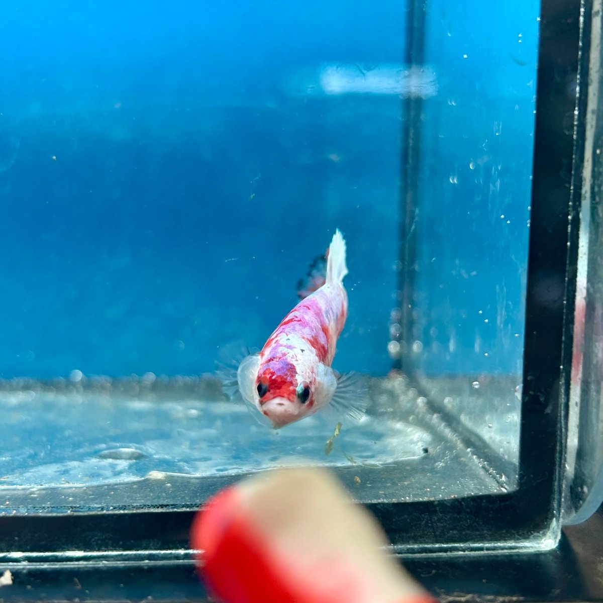 Betta Female Plakat Koi Red Snow 194