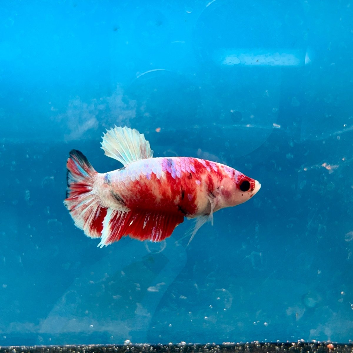 Betta Female Plakat Koi Red Snow 194