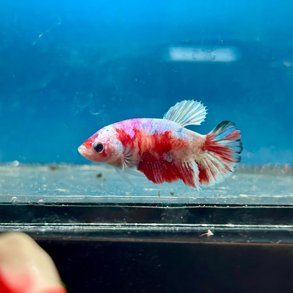 Betta Female Plakat Koi Red Snow 194