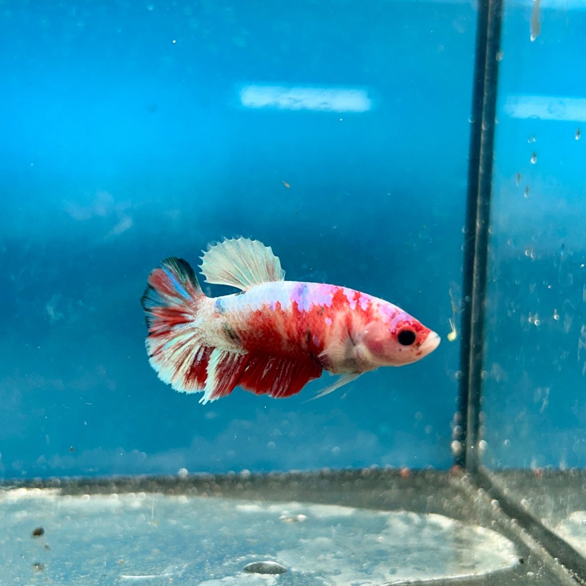 Betta Female Plakat Koi Red Snow 194