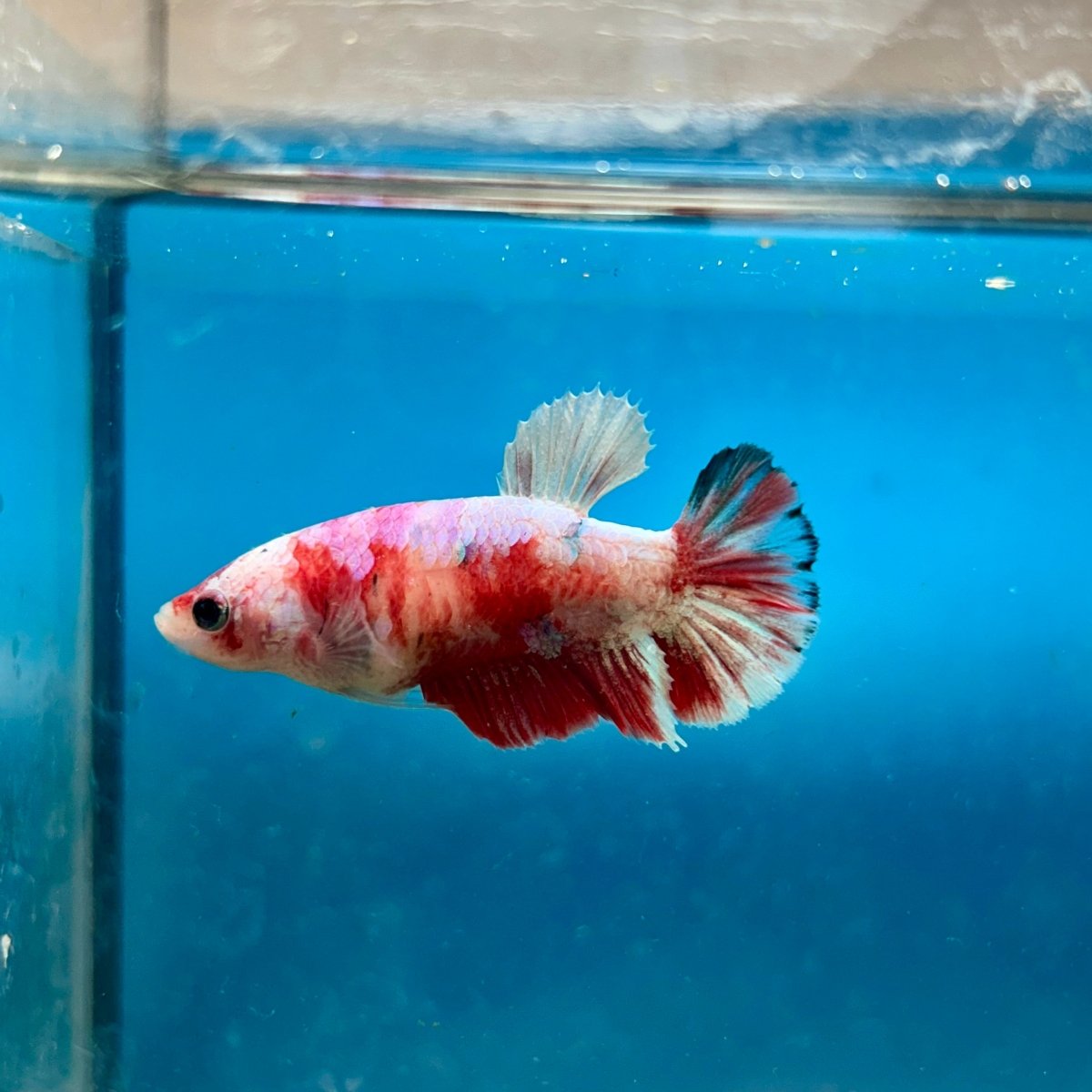Betta Female Plakat Koi Red Snow 194