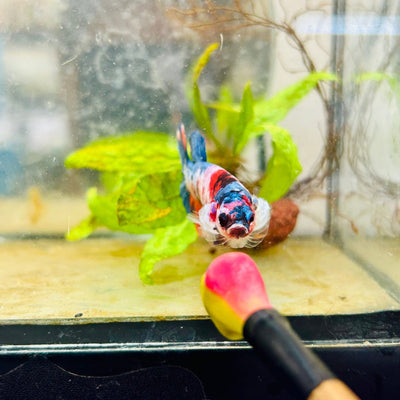 Betta Female Plakat Multicolor Candy 176 Breeder Grade