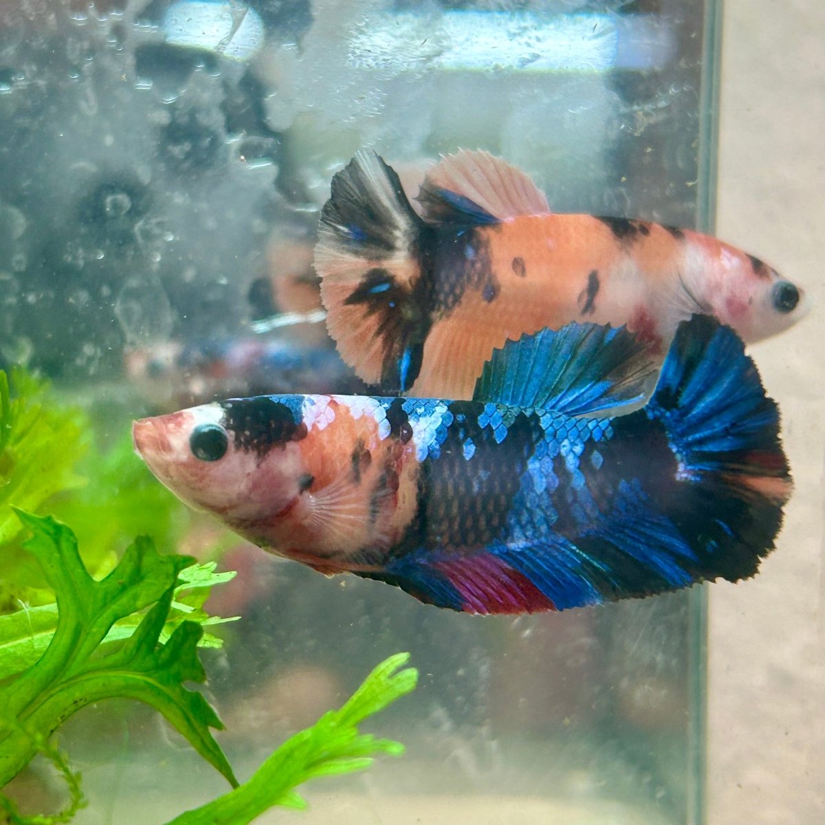 Betta Female Plakat Multicolor Koi 003