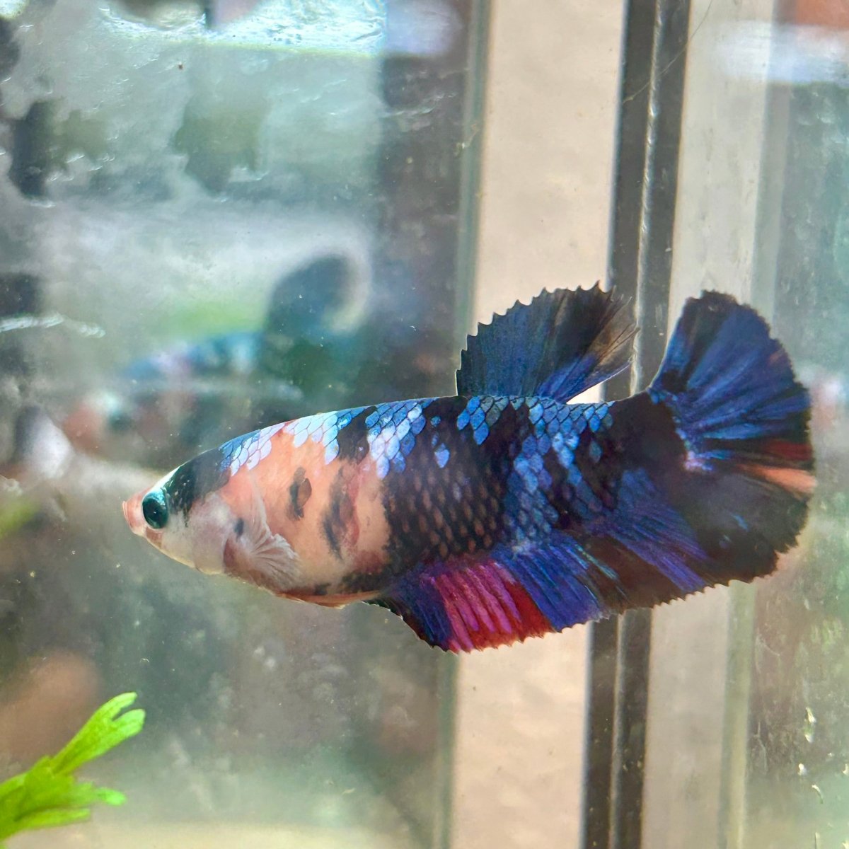 Betta Female Plakat Multicolor Koi 003