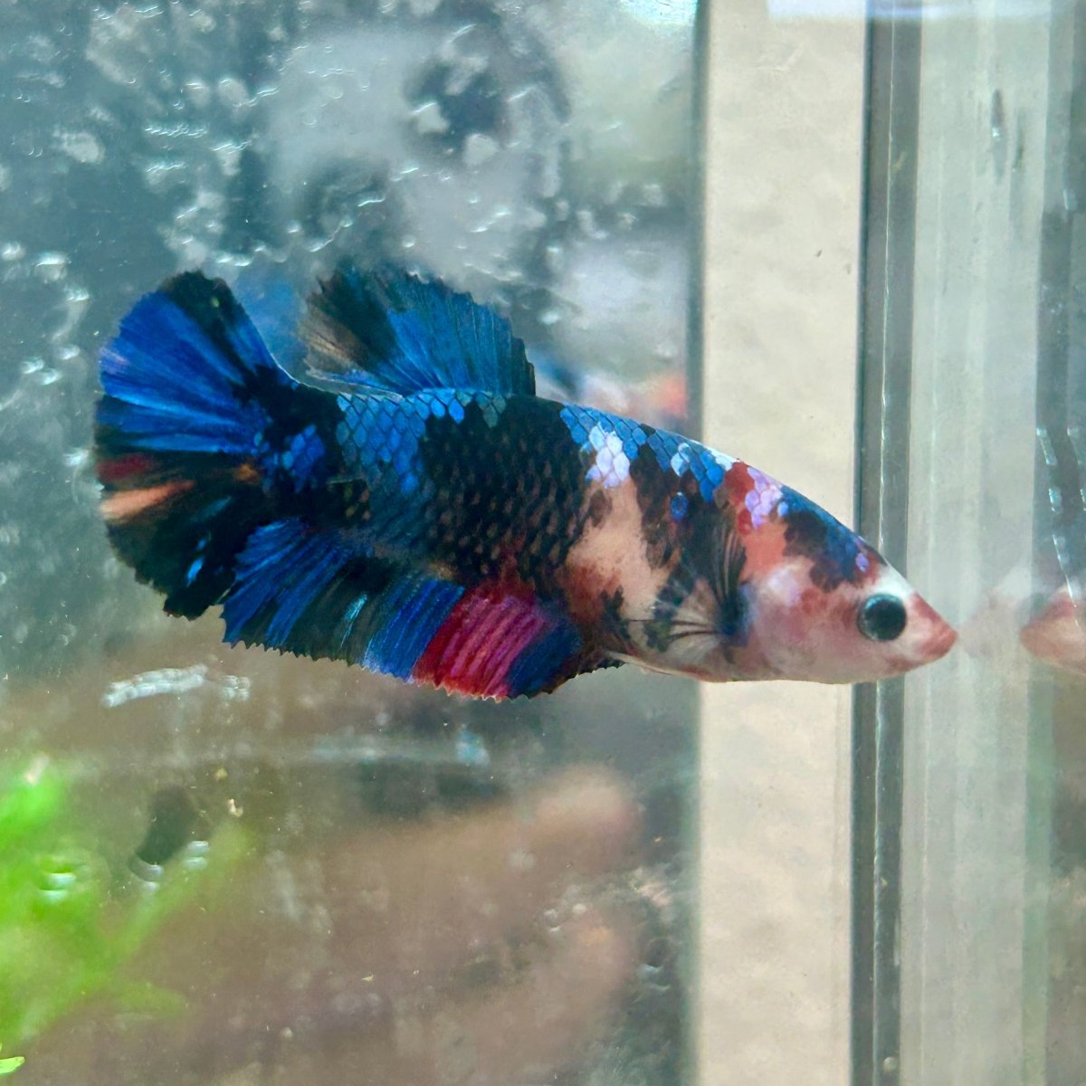 Betta Female Plakat Multicolor Koi 003