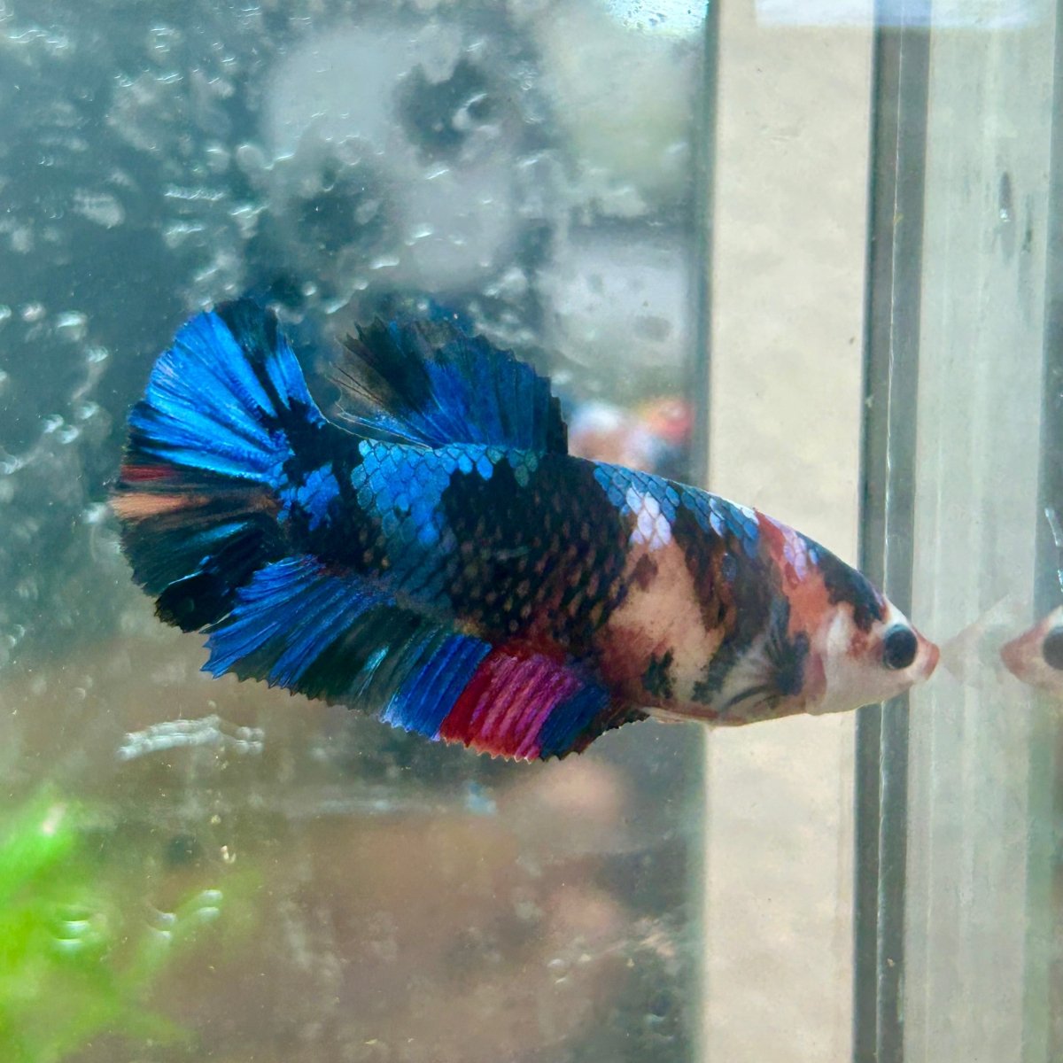 Betta Female Plakat Multicolor Koi 003