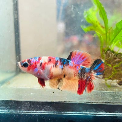 Betta Female Plakat multicolor Koi 066