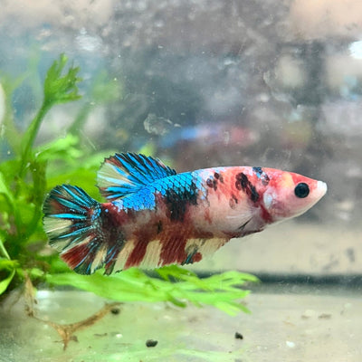 Betta Female Plakat Multicolor Koi 168