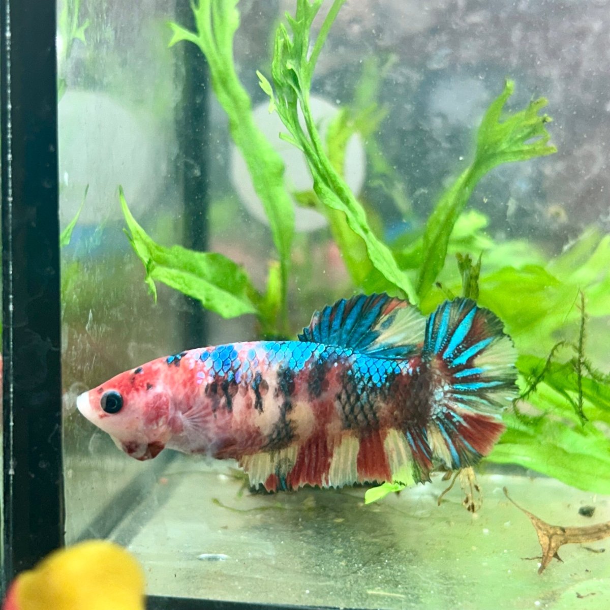 Betta Female Plakat Multicolor Koi 168