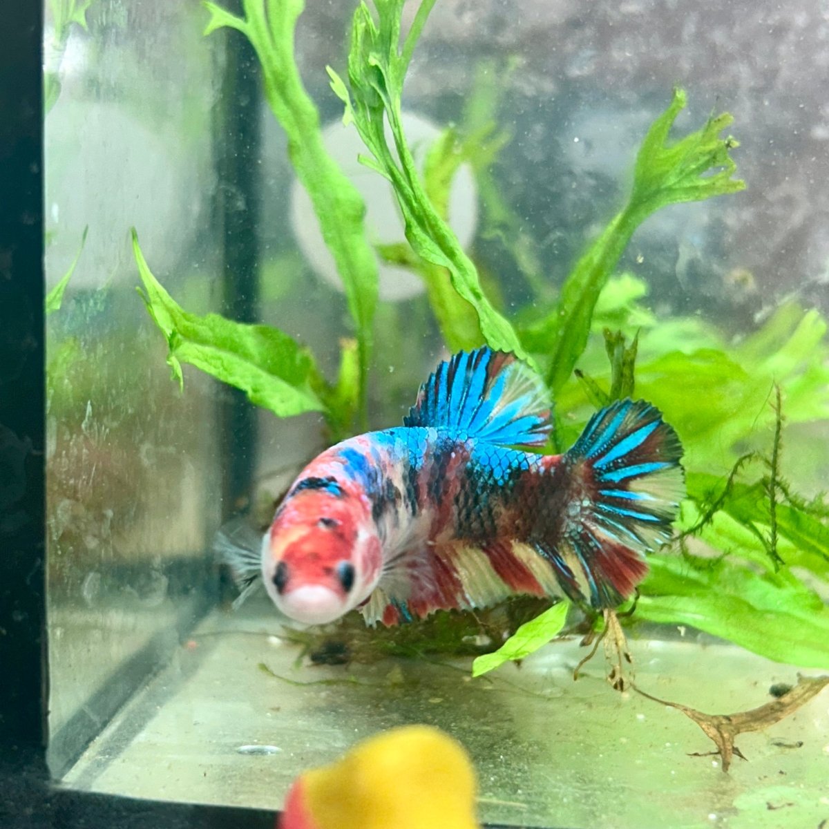 Betta Female Plakat Multicolor Koi 168