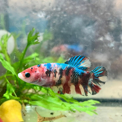 Betta Female Plakat Multicolor Koi 168